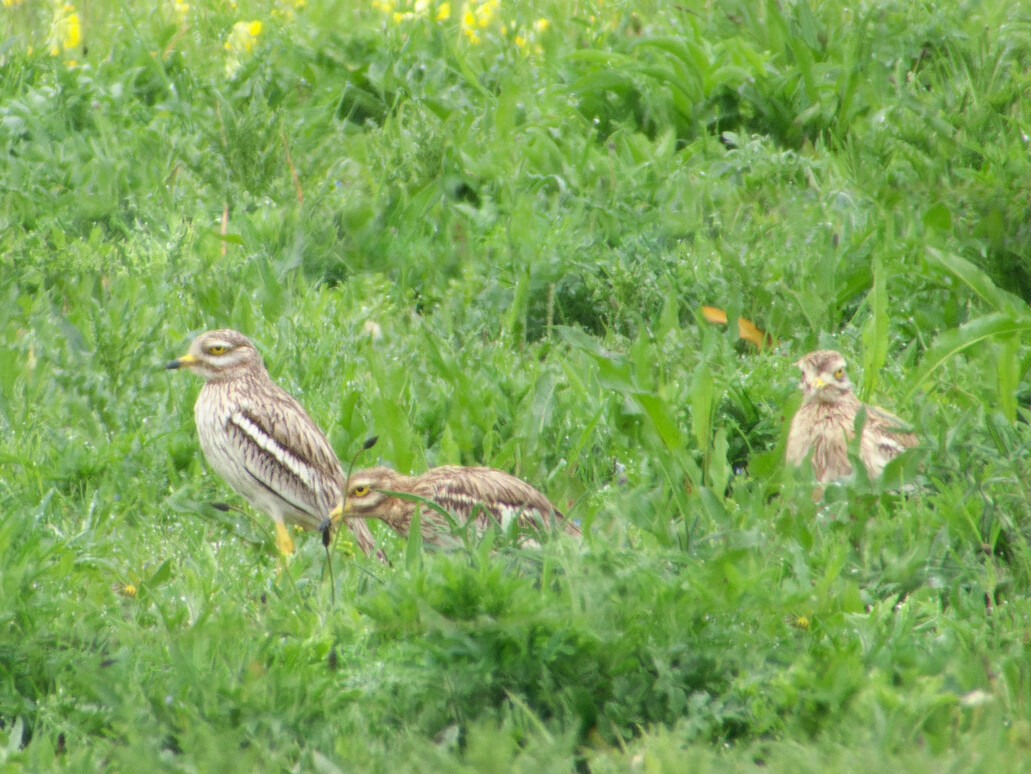 Photo of Stone Curlew